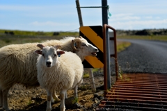 Icelandic sheep2