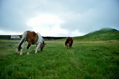 Horses In The Grass