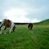 Horses In The Grass