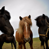 Icelandic horses