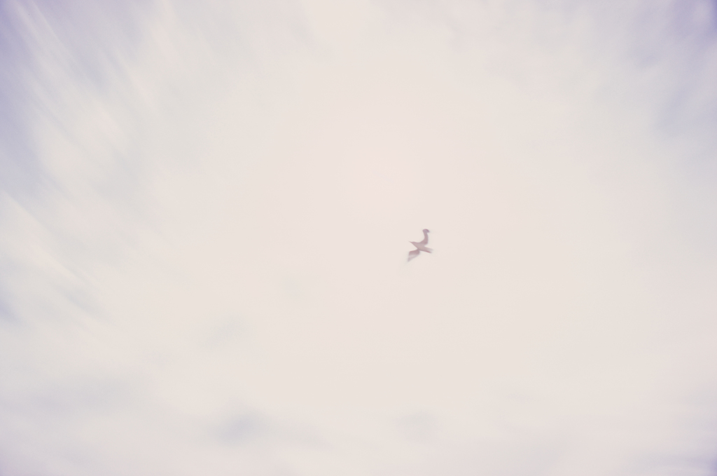 幻鳥