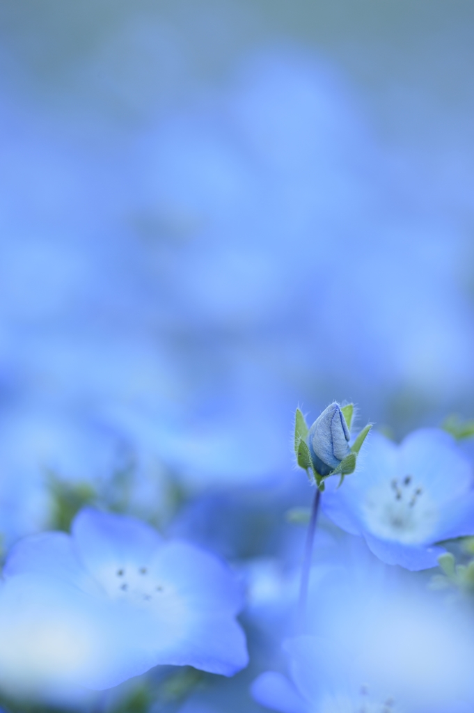 花ひらく頃
