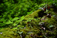 山の息吹