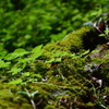 山の息吹