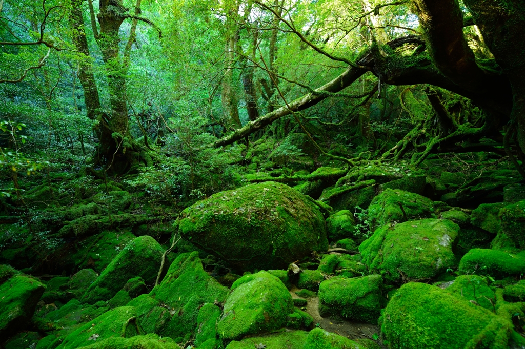 苔生す森