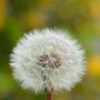 たんぽぽ