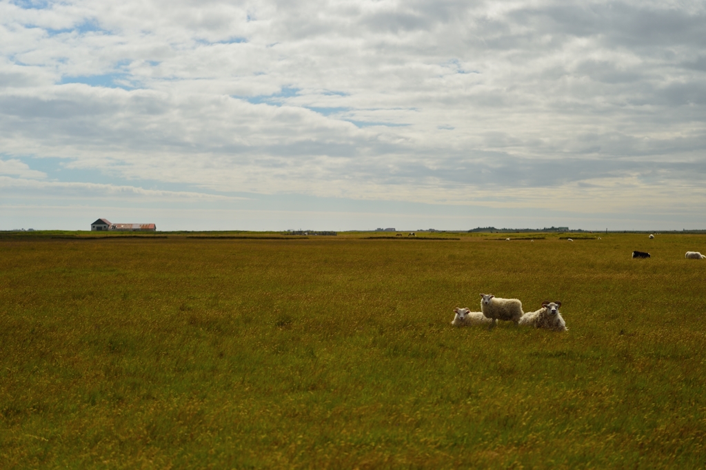 Icelandic Landscape3