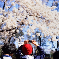 Sakura Photographer