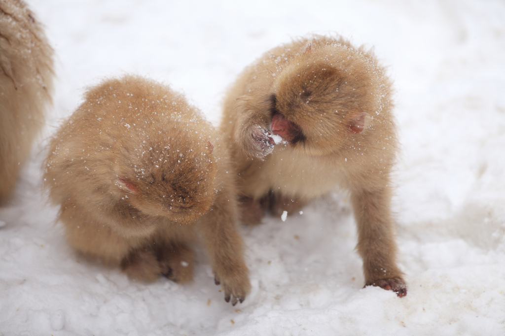 仲良く雪拾い♪