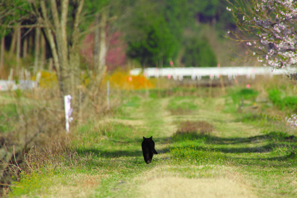 黒猫、巡回中②