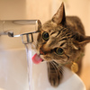 猫、水飲む