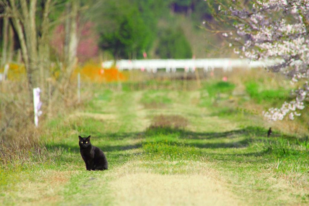 黒猫、巡回中①