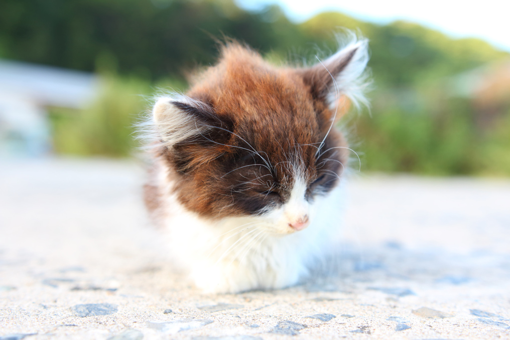 うにまる。