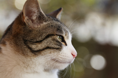 猫ポートレート