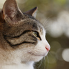 猫ポートレート