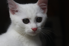 千葉そこら猫1
