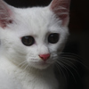 千葉そこら猫1
