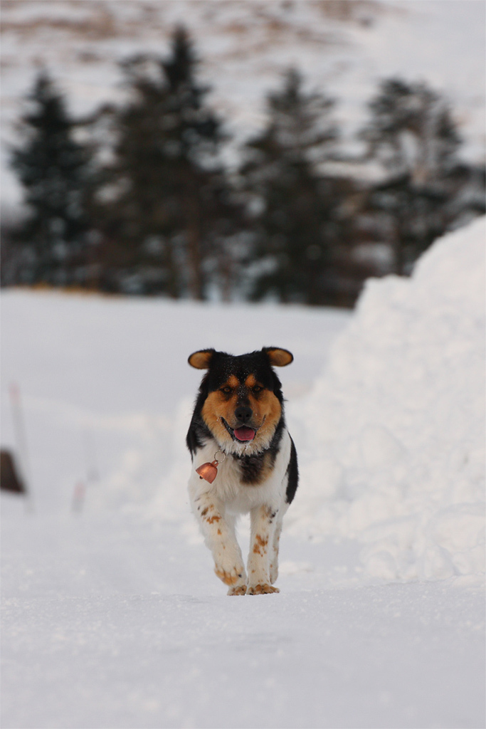単犬、雪原を走る