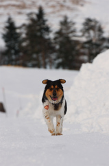 単犬、雪原を走る
