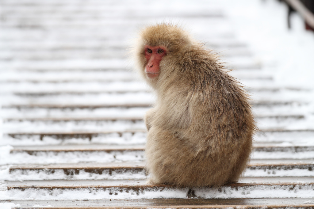 雪猿