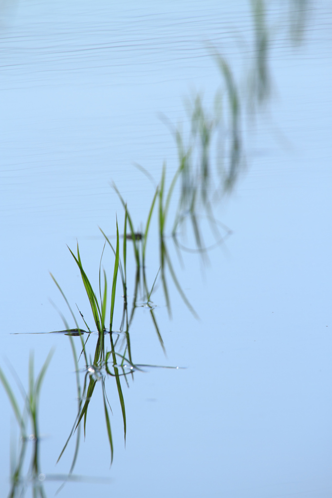 RICE FIELD