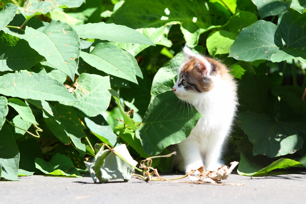 坂の上のにゃん