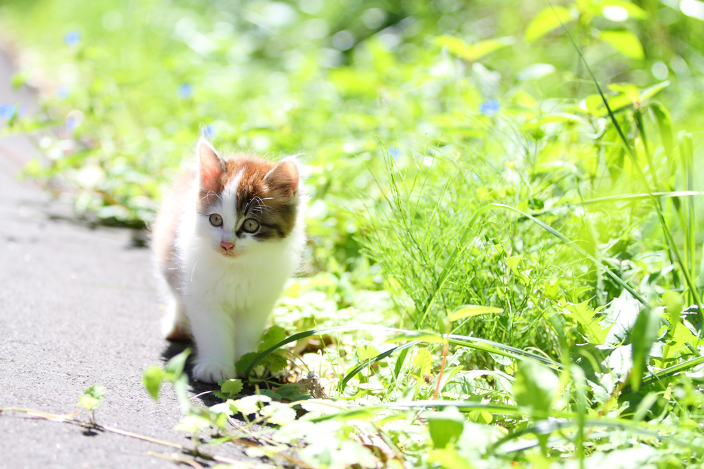 坂の上のにゃん