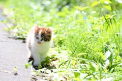 坂の上のにゃん
