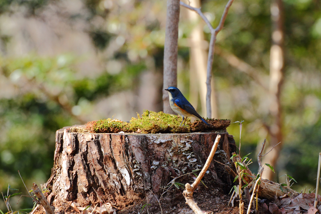 青い鳥、森の中