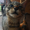 千葉そこら猫2