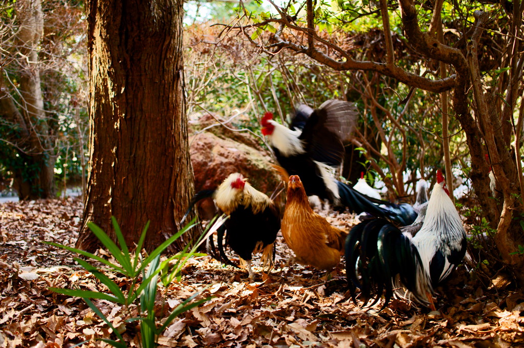 ジェットストリームアターーーーック