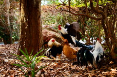 ジェットストリームアターーーーック