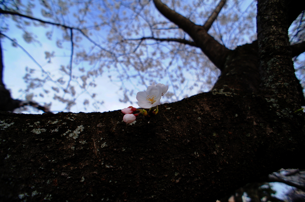 DSC04355 (1)