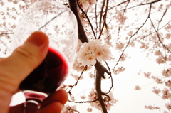 桜とワイン