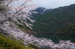 桜の正木ダム湖