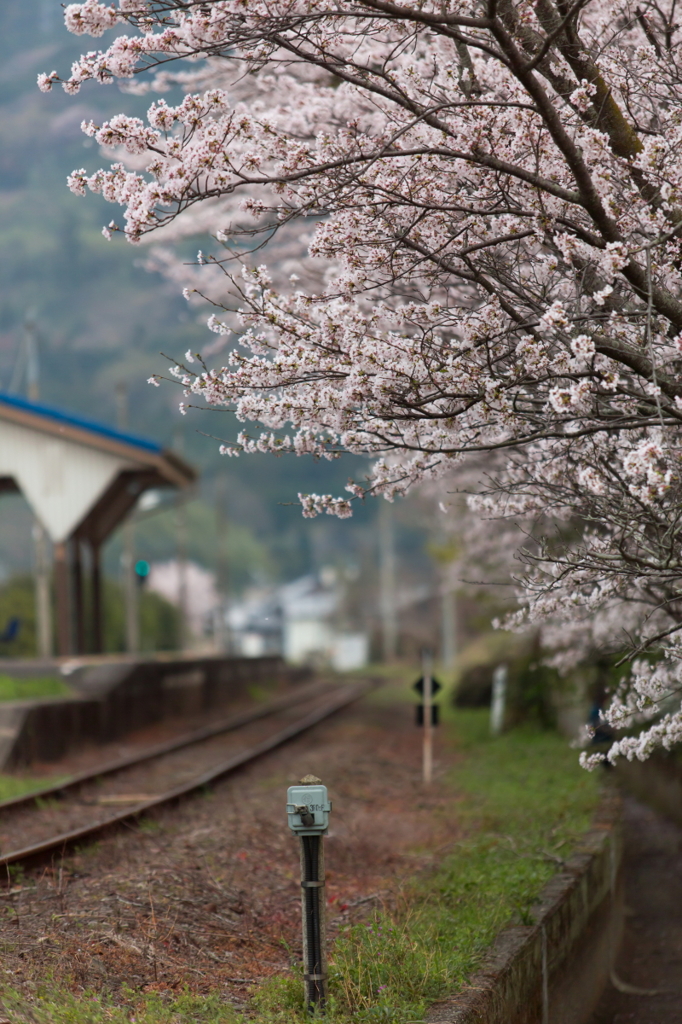 桜咲く小島駅