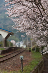 桜咲く小島駅