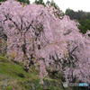 木屋平　大北のしだれ桜