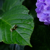 憧憬