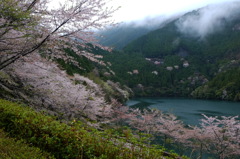 春、桜咲くダム湖