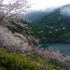 春、桜咲くダム湖