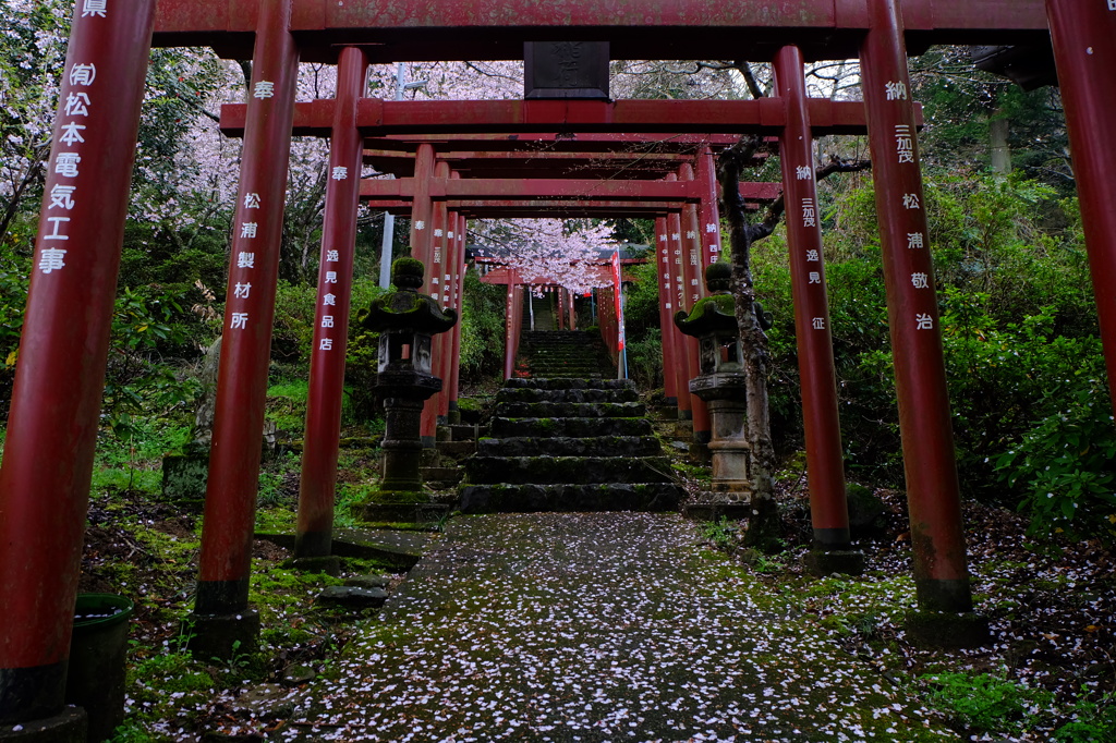 桜咲く稲荷