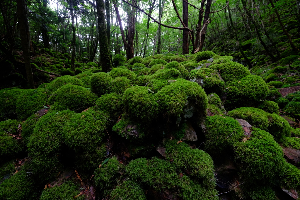 水苔の森