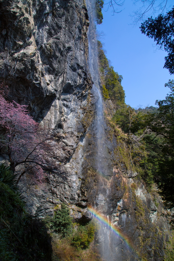 桜風