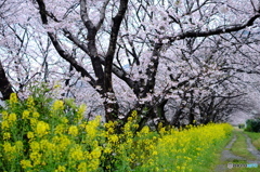 桜小径