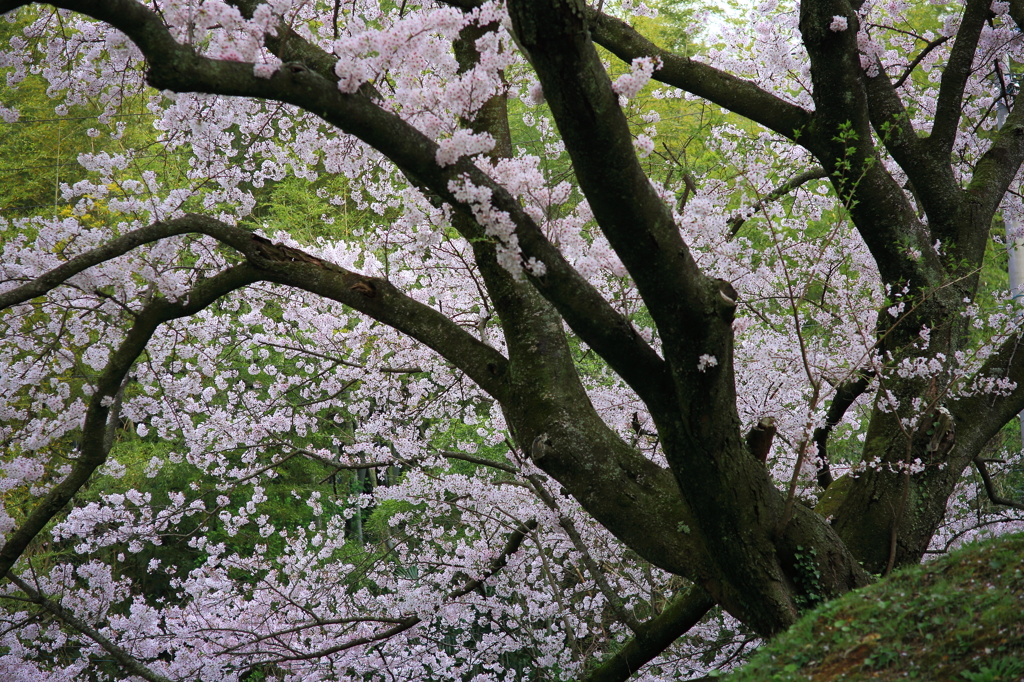 桜爛漫