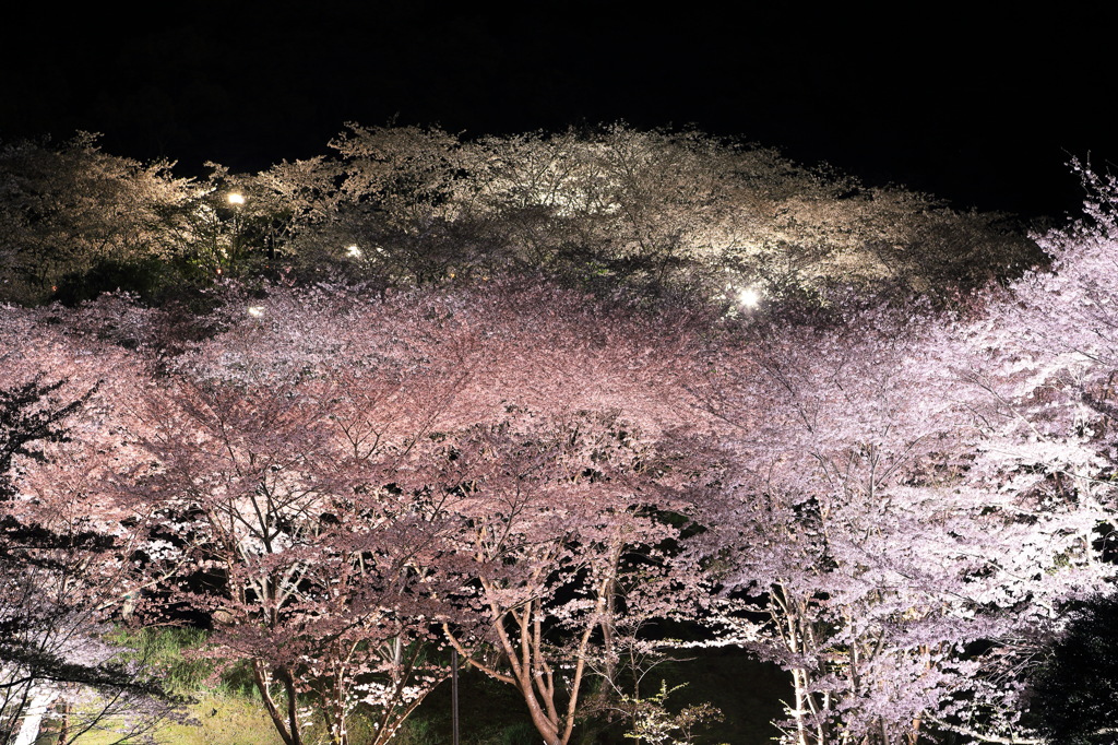 光彩る春夜