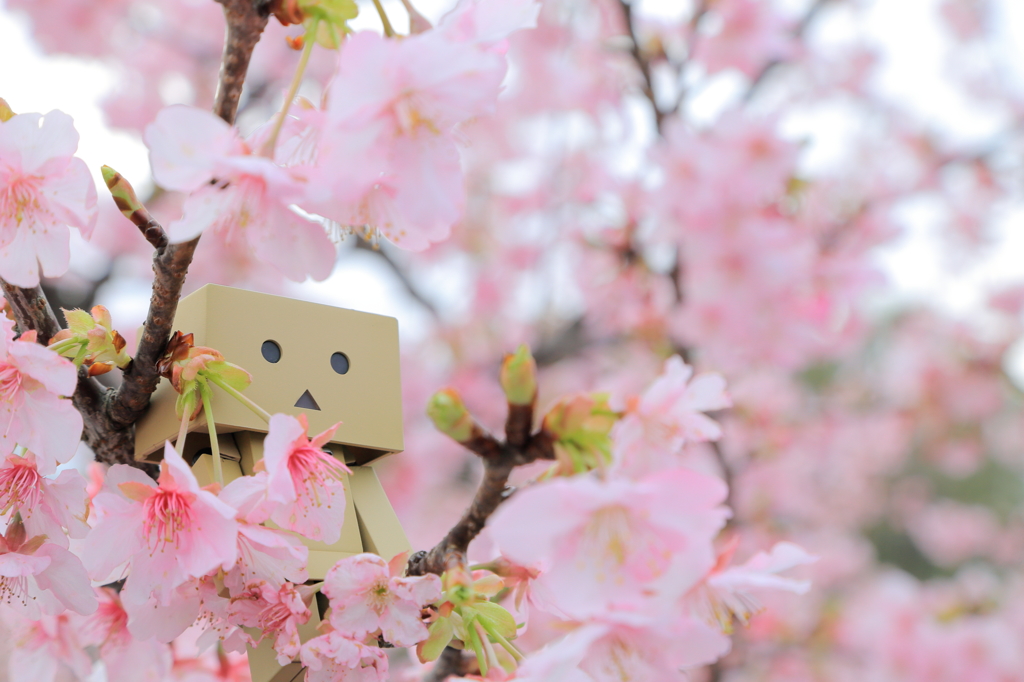 花よりダンボー 桜のなかで By Chepa Id 写真共有サイト Photohito
