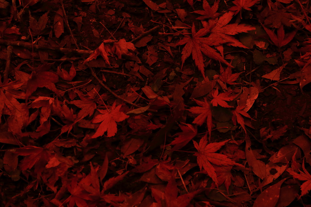 秋色の落ち葉