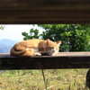 歩智(ポチ)の昼寝